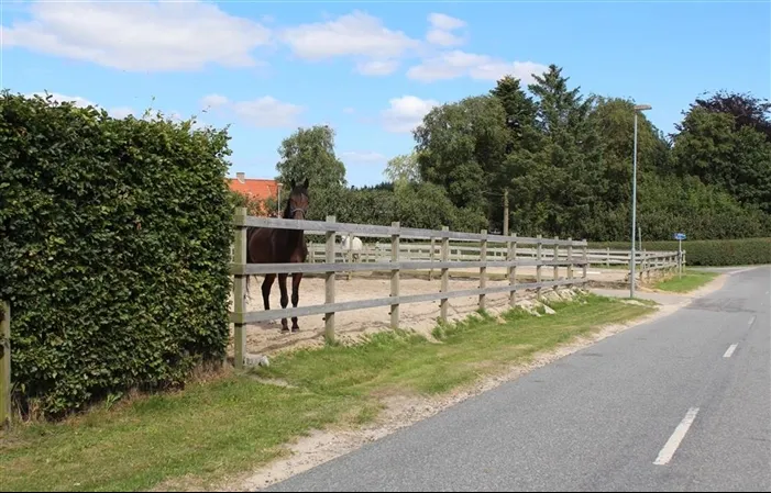Hest ved foldlåge i det smukke landskab omkring Kirstinelund Ridecenter