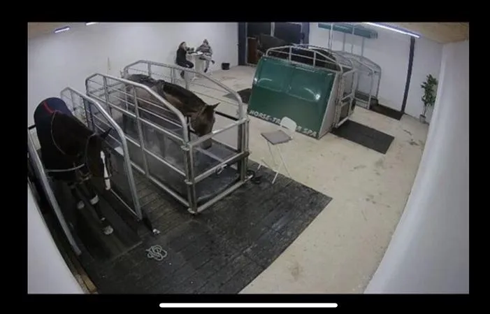 Wellness-afdeling med vandtrædemølle og spa